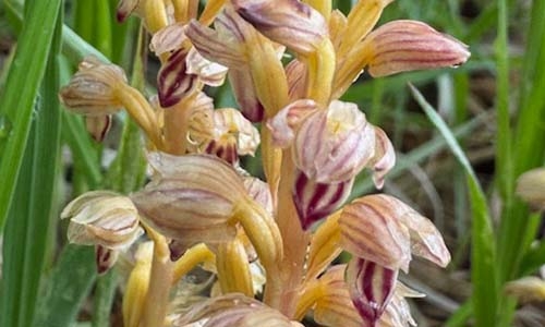 Striped coralroot orchid