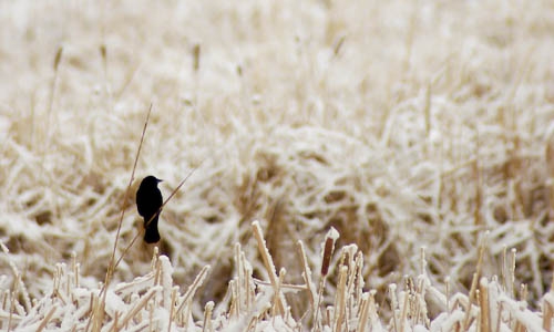 bird in field thumbnail
