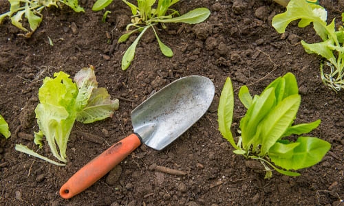 gardening spade among lettuce shoots