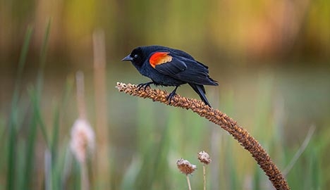 Black bird with red and yellow markingson the wing