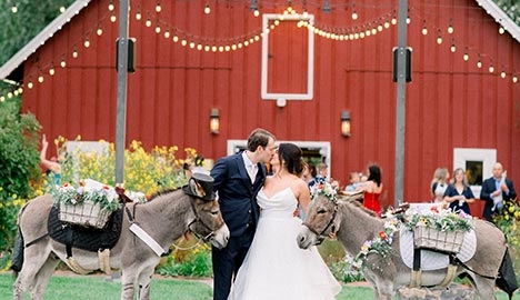 Bride and groom kissing in front of a red barn. There are two burros with both people holding leashes.