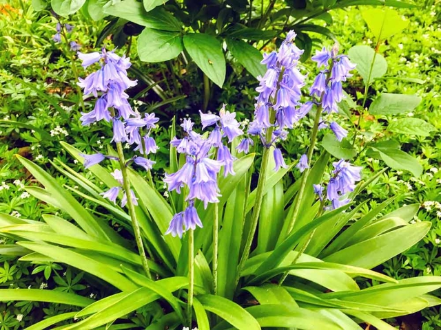 Light blue flowers surrounded by green foliage