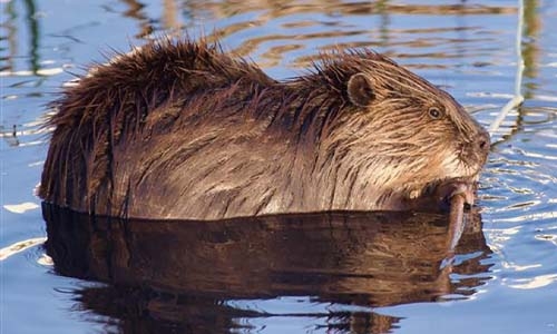 beaver thumbnail