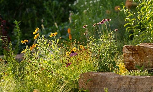 steppe garden thumbnail