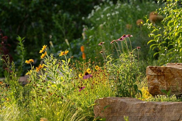 A summer garden full of low-water plants