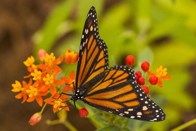 butterfly on orange flower thumbnail image