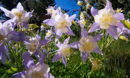 close up of a columbine flower thumbail