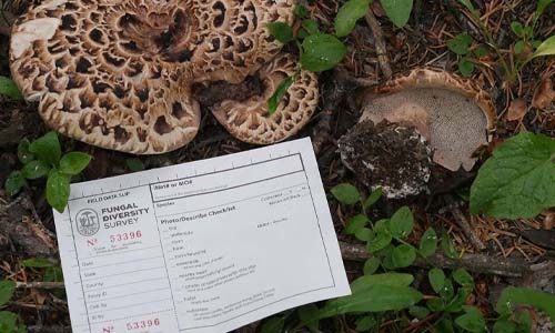 mushroom with field data slip thumbnail
