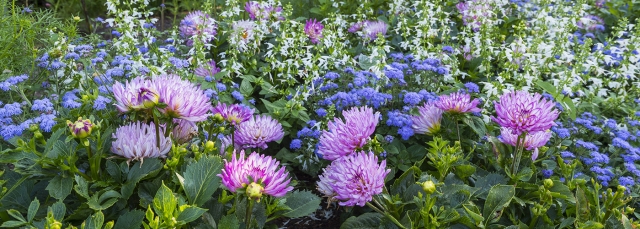 Blue and purple flowers with green leaves in the background