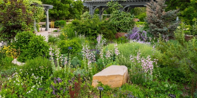 Summer garden lots of leafy plants, one large rock and varying colorful flowers are in bloom.