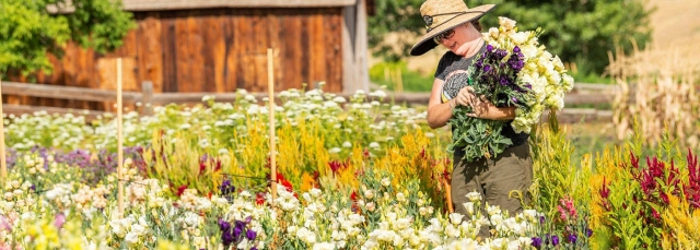 Woman wearing a hat and sunglasses on a farm looking down at a bouquet of flowers she is holding. She is standing outside in a field of flowers with a barn in the background. 