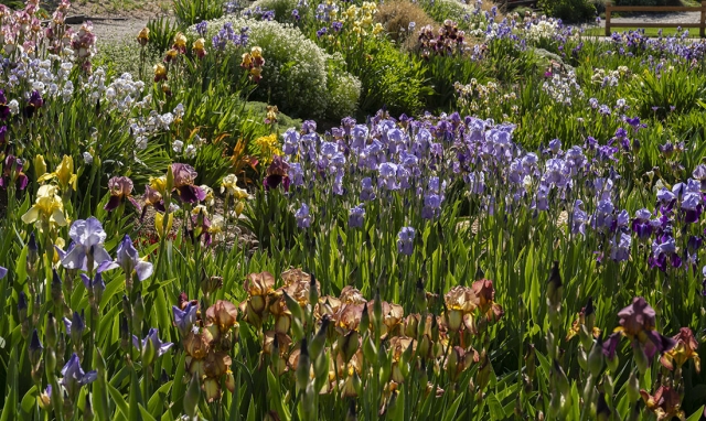 Purple, yellow and burgundy irises in bloom