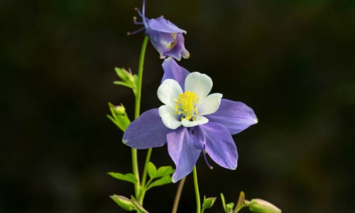 Colorado blue columbine