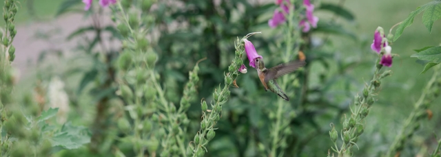 Hummingbird getting nectar from a purple flower
