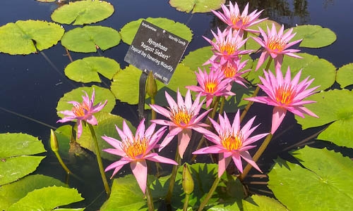 hardy waterlily 'Colorado' thumbnail