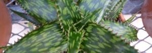 Aloe Harlana