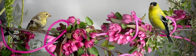 Gold finches on a branch with pink cord wrapped around the branch