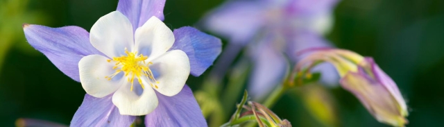 Close-up of a purple flower