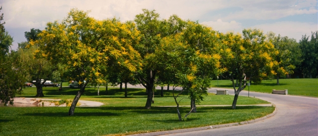 Golden Rain Trees in 1968