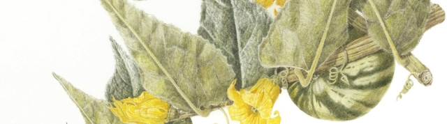 Highlights from the Gardens Botanical Illustration Program