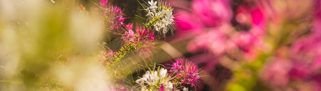 Close-up of flowers