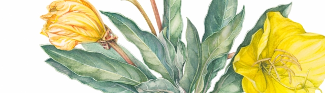 Steppe Plants: Botanical Illustrations Featuring Plant Select