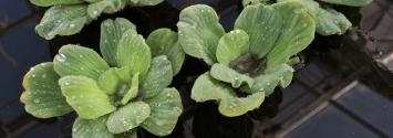 Water Lettuce in the Greenhouse