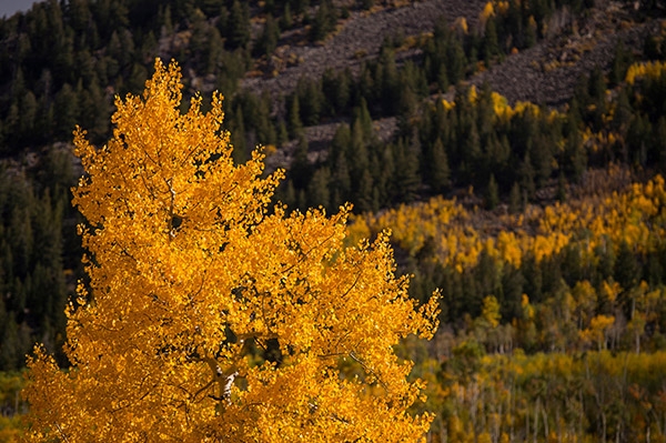 Aspen