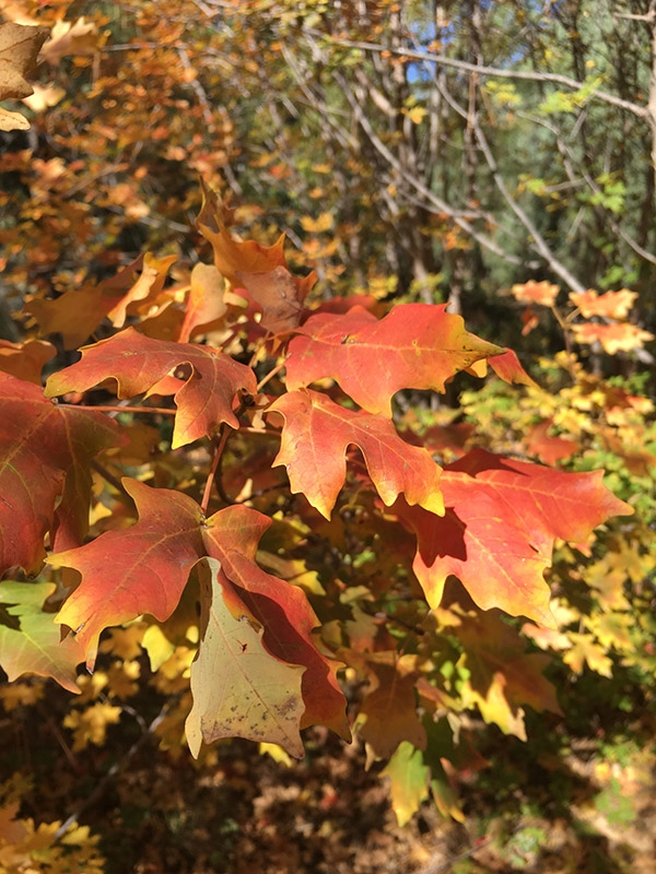 autumn color