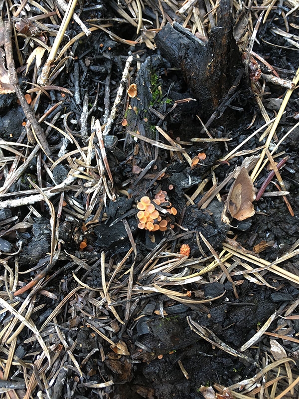 Asco CupFungus