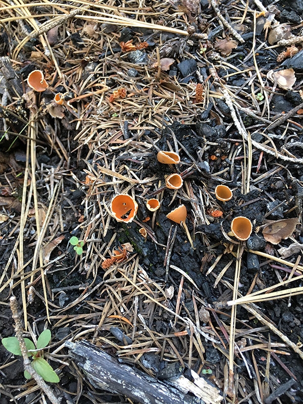geopyxis carbonaria