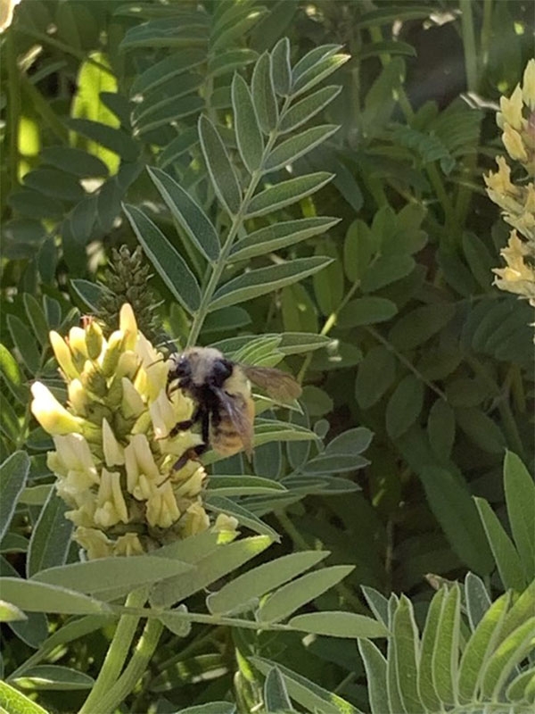 bumble bee