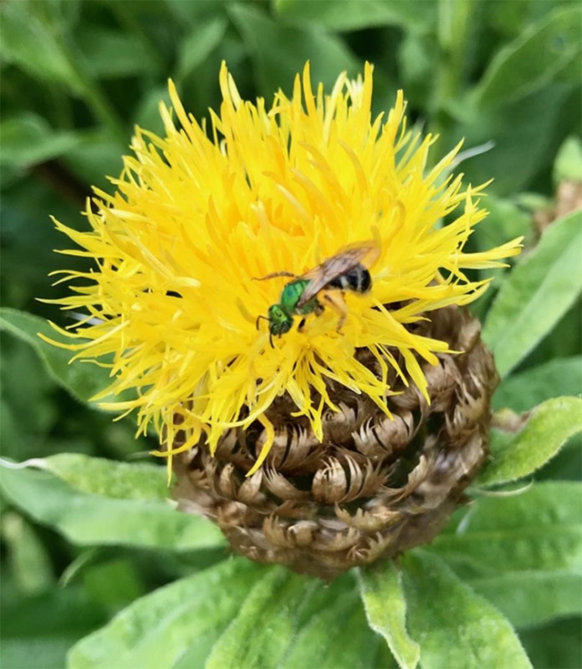 sweat bee