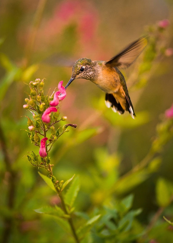 hummingbird