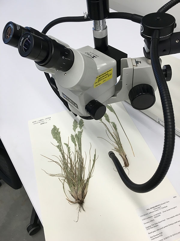specimens