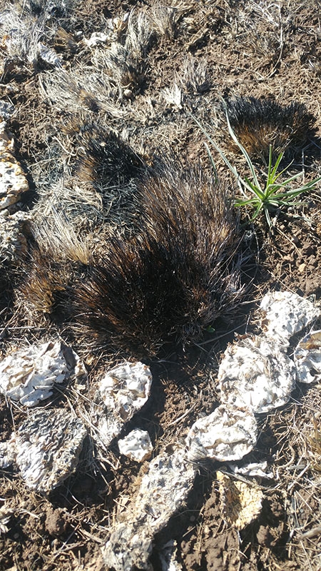 Scorched grass