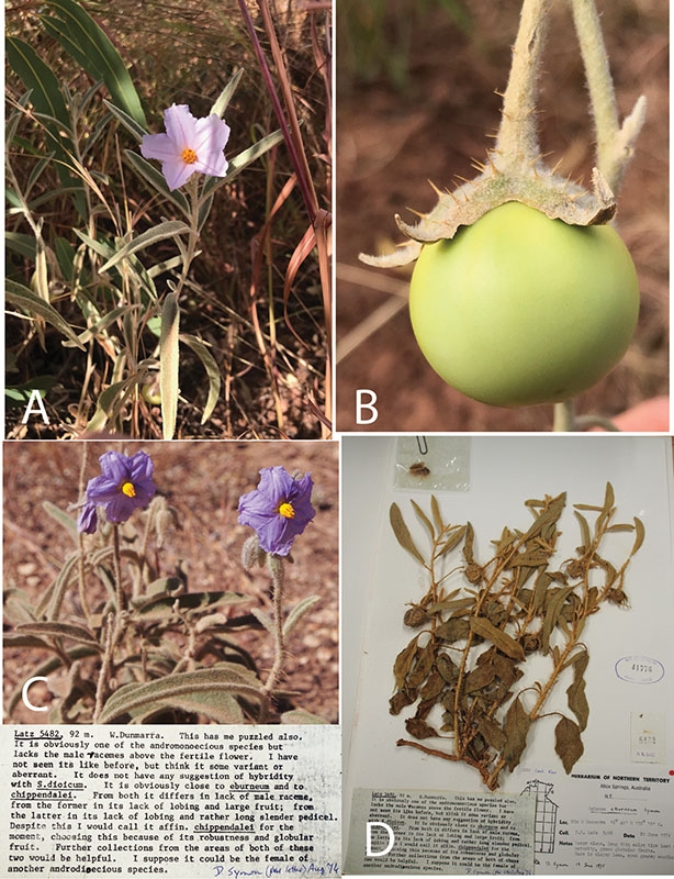 Solanum