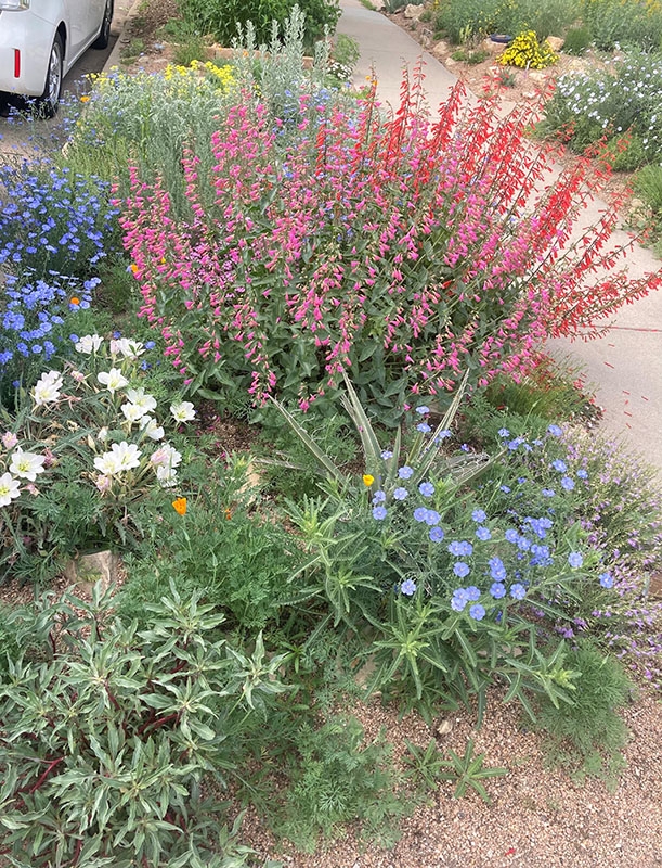Penstemon pseudospectabilis P.eatonii