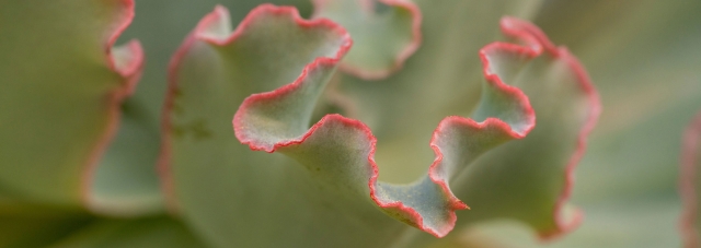 Summer Succulents Display banner