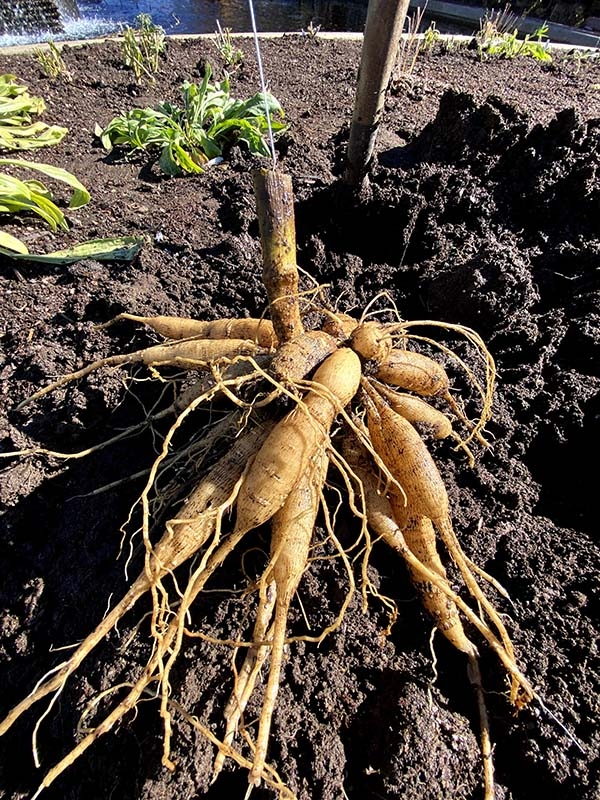 Dahlia tubers