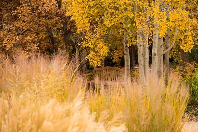 autumn plants