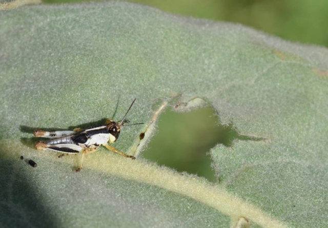 grasshopper