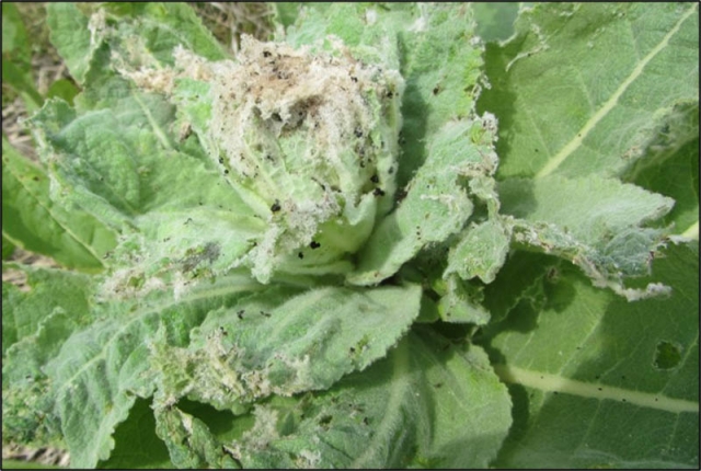 nothris damage