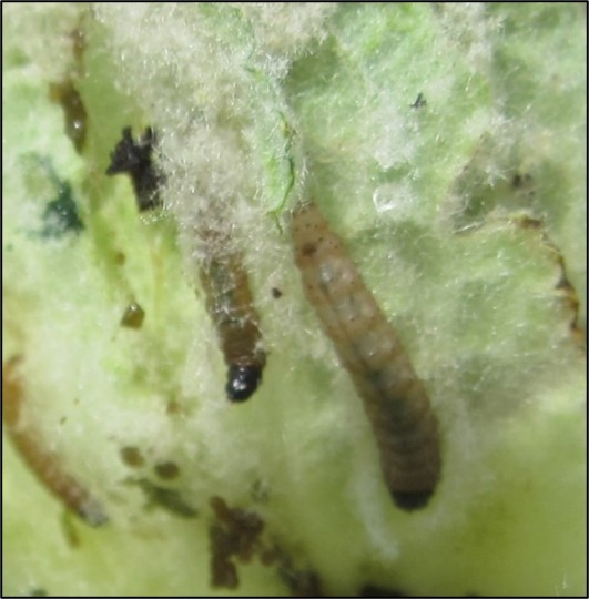 Nothris damage 2