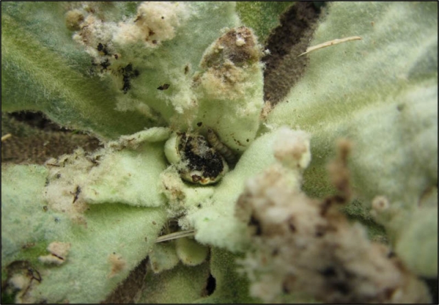 Nothris damage 3