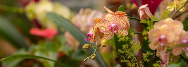 Orchid Showcase