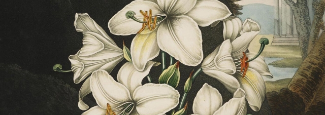 Peter Charles Henderson and Joseph Constantine Stadler, “The White Lily with Variegated-Leaves”, mixed method engraving, 1800. Gift of Nancy Kountze Mitchell in honor of her late husband John C. Mitchell II.