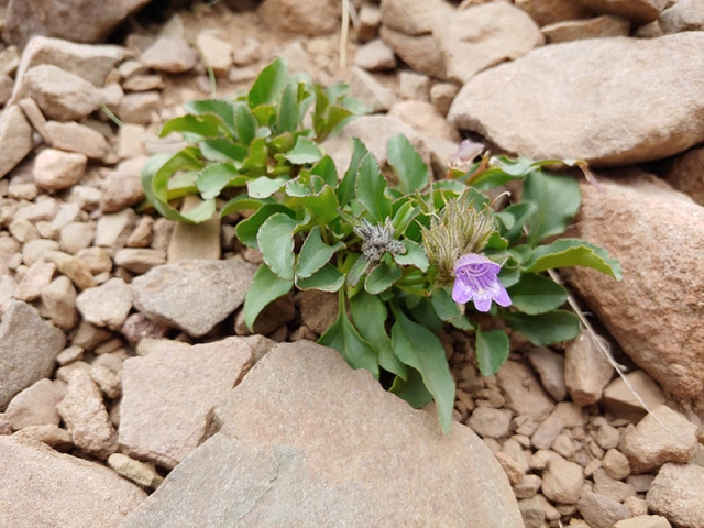Penstemon_bleaklyi