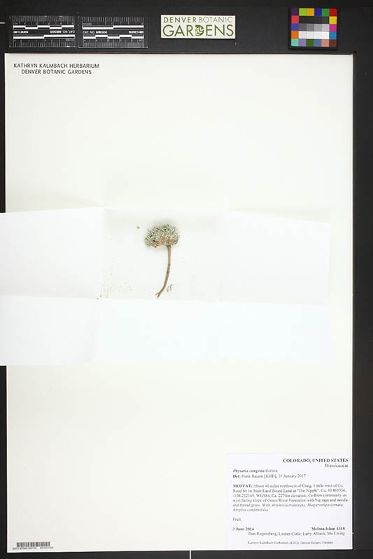 Physaria nelsonii
