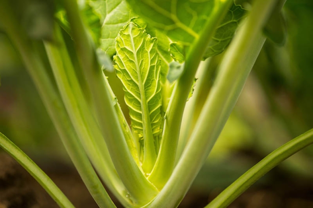 celery